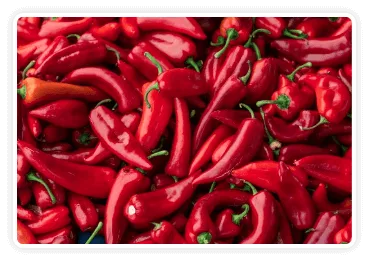 Pile of fresh red chili peppers