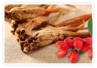 Korean red ginseng root with dried berries