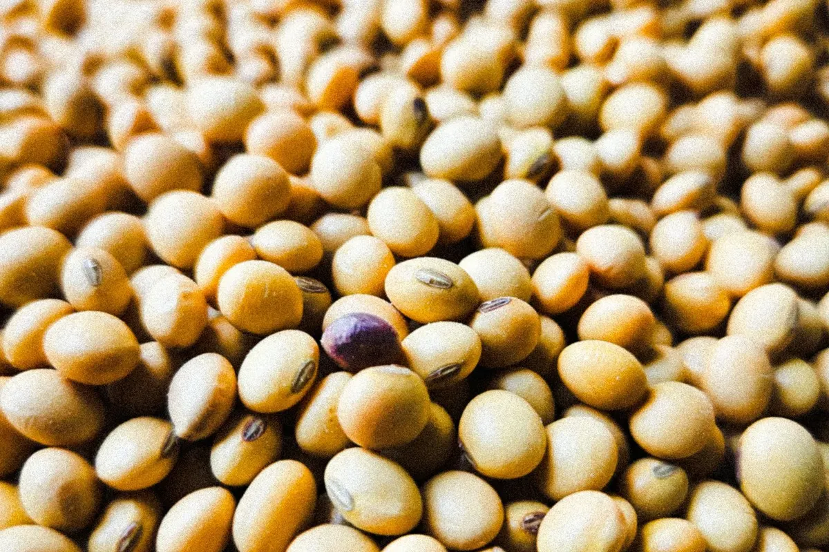 Close-up of a heap of dried yellow soybeans