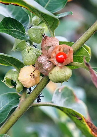 Ashwagandha root, the source of Sensoril in MenoRescue