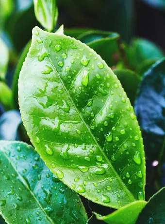 Green tea leaves, the source of Greenselect Phytosome in MenoRescue