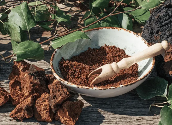 Chaga mushroom (Inonotus obliquus)