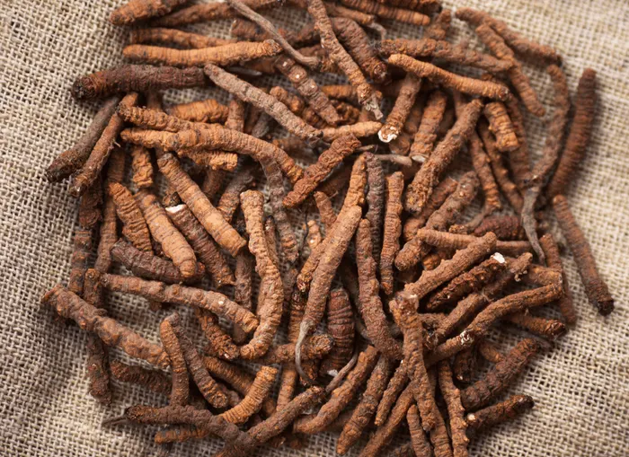 Cordyceps Sinensis mycelium