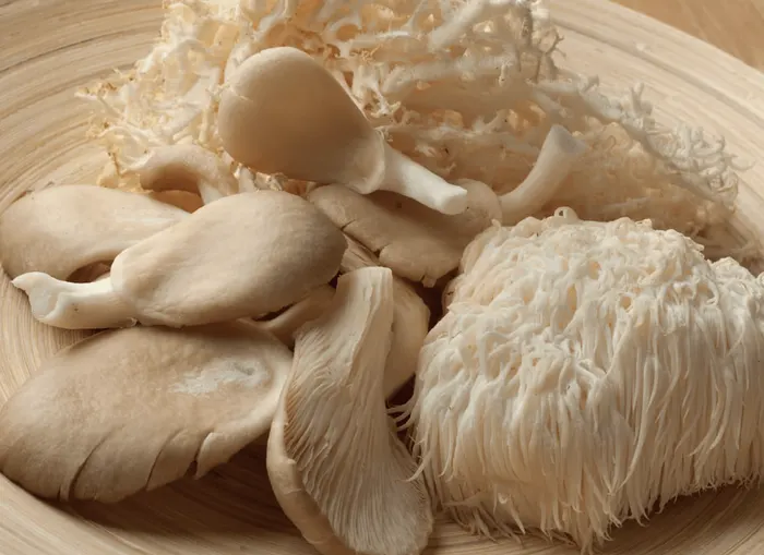 Lion's Mane mushroom (Hericium erinaceus)