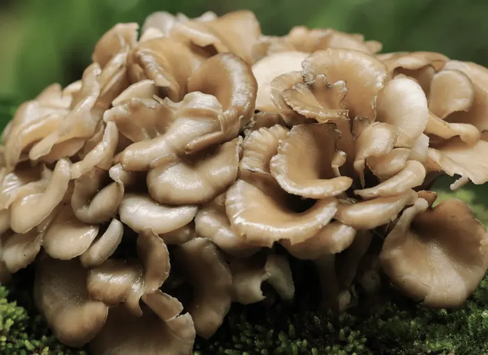 Maitake mushroom (Grifola frondosa)
