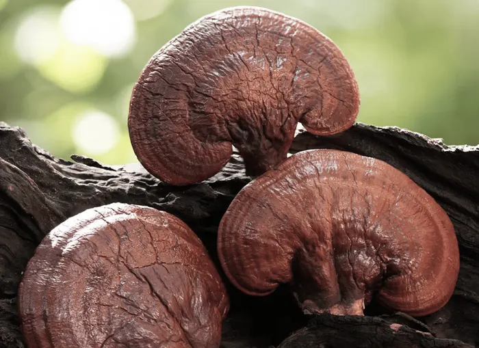 Reishi mushroom (Ganoderma lucidum)