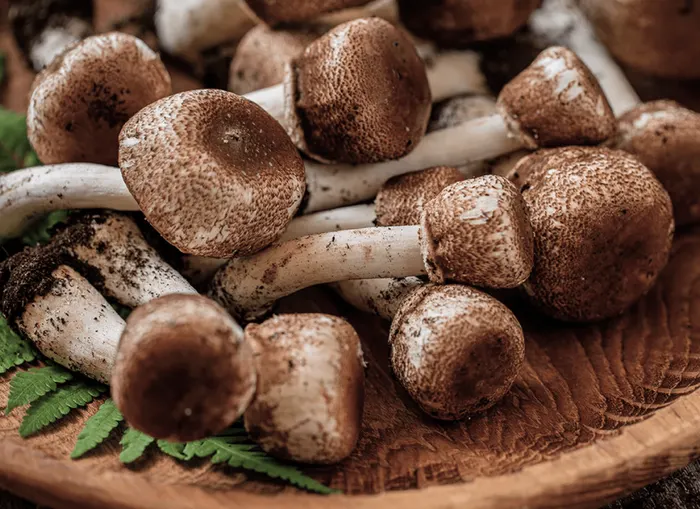 Royal Sun Agaricus (Agaricus blazei)