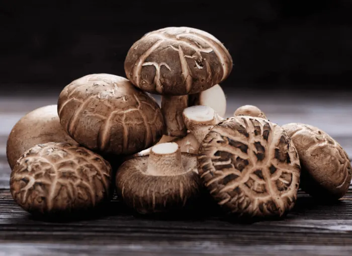 Shiitake mushroom (Lentinus edodes)