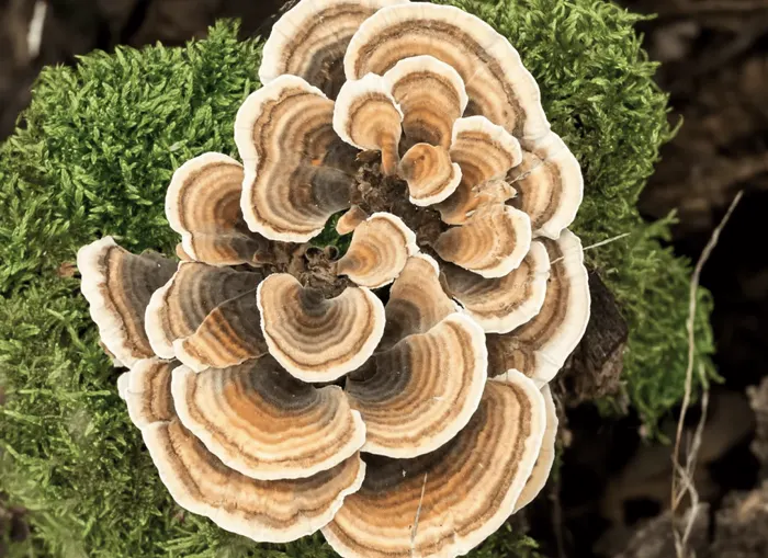 Turkey Tail extract (Trametes versicolor)