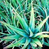 Aloe vera plant, the source of the aloe vera leaf in SugarMute