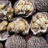 Black walnuts in their hulls, the source of the black walnut hull in SugarMute