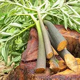 Konjac root stems, the source of the glucomannan in SugarMute