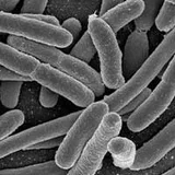 Lactobacillus acidophilus bacteria under a microscope, the probiotic strain in SugarMute