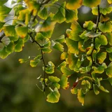 Ginkgo biloba leaves, the source of the leaf extract in VapoCept