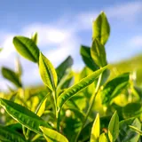 Fresh green tea leaves, the source of the green tea extract in VapoCept