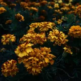 Marigold flowers in bloom, the source of the lutein extract in VapoCept
