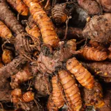 Freshly harvested turmeric roots, the source of the root extract in VapoCept