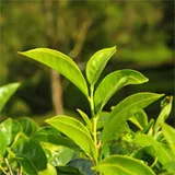 Fresh green tea leaves on the plant, the source of the green tea extract in ZenCortex